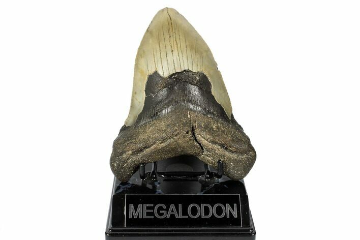 Fossil Megalodon Tooth - North Carolina #188231